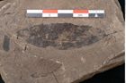 Foto (Detailansicht) von Tetrapteris minuta Ettingshausen (NHMW-GEO-2024-0188-8022)